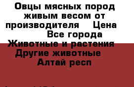 Овцы мясных пород живым весом от производителя. › Цена ­ 110 - Все города Животные и растения » Другие животные   . Алтай респ.